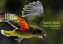 Native Birds of New Zealand